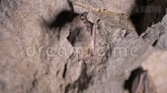 在一个很深的洞穴里进行了语音调查。 一群棕色的小蝙蝠正睡在山洞的天花板上。 野生蝙蝠视频