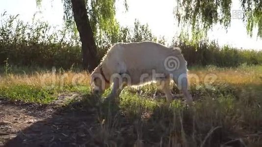 拉布拉多在草地上嗅东西。 一种狗的味道。 金毛猎犬走在户外寻找木棍视频