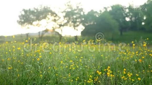 花山日落视频