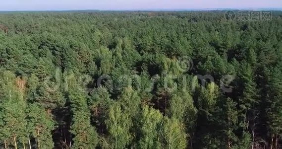 茂密的针叶林，砍伐老松林视频