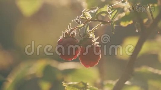 树莓在花园的树枝上。 大的多汁成熟的覆盆子在树枝上，阳光明媚的夏天。 近距离观看成熟的红色视频