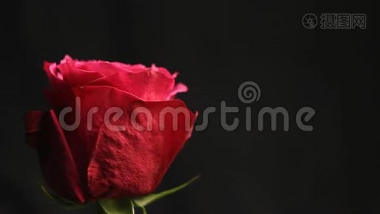 红色玫瑰花蕾在黑色模糊的背景上。 白烟从钩子笼罩着这朵花。 特写镜头。 气泡落在花上。视频