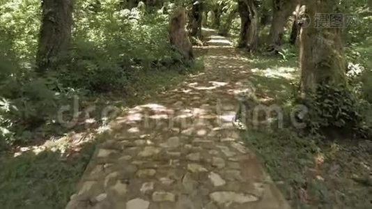 乔治亚州热带森林的神奇故事视频