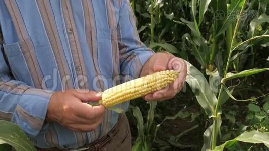 一个农民在玉米上旋转玉米的特写，检查成熟。视频