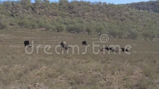 一群水牛在萨凡纳山附近的田野里放牧视频