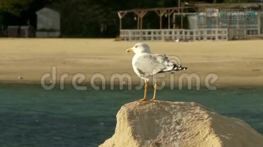 海边一块岩石上的海鸥特写镜头，阳光明媚视频