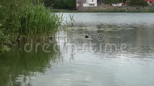 鸭子和小鸭在湖里游泳视频