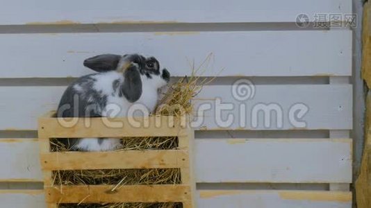 兔子在农场吃干草视频