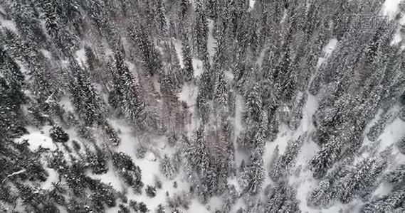 正面架空垂直空中以上树林雪林.. 多云坏阴多雾天气.. 意大利冬季白云石视频
