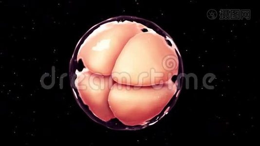 4细胞期胚胎视频