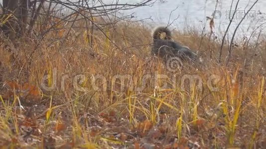 犬种西伯利亚西部莱卡在干草中狩猎。 狗捉老鼠视频