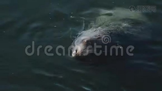 巨大的海狮在冰冷的太平洋水域游泳视频