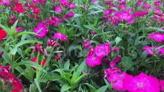 亚洲花园中美丽的花石竹视频