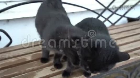 两只可爱的可爱家庭黑猫在户外长凳上玩耍，休息放松，有趣的尾巴，绿色的眼睛视频