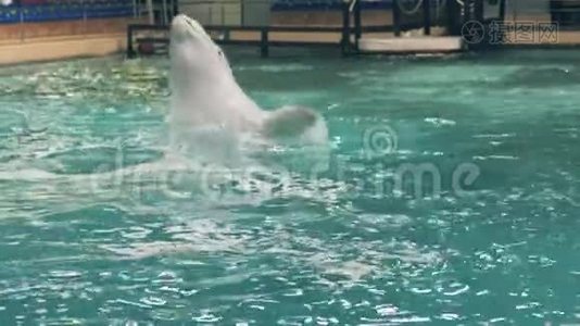 海豚馆训练期间，白鲸在游泳池里跳跃和潜水视频