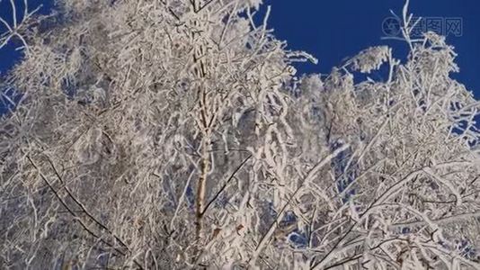 枝上白雪覆盖的桦树映衬着蓝天.. 下雪了。视频