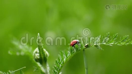 一只瓢虫沿着草叶爬到草地上视频