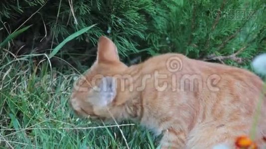 草坪花园上的红猫草视频