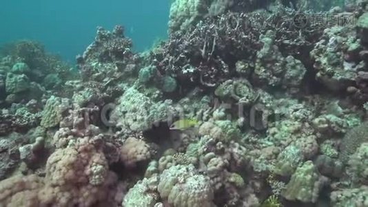 苏丹红海珊瑚上的蓝纹鱼视频