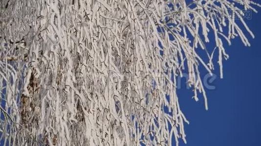 枝上白雪覆盖的桦树映衬着蓝天.. 下雪了。视频