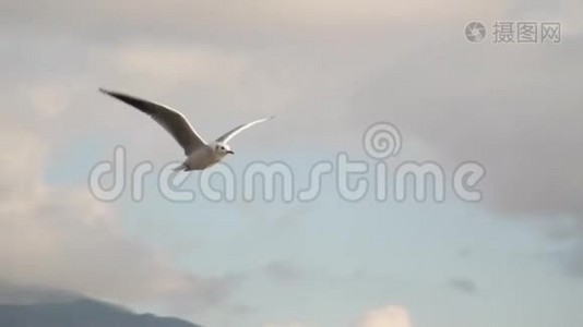 一只海鸥在云层的背景下飞翔视频