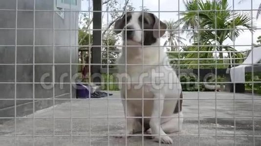 可怜的可爱的狗被锁在避难所笼子里。 高清。视频