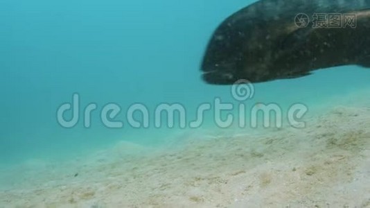 海底附近的一条大黑鱼视频