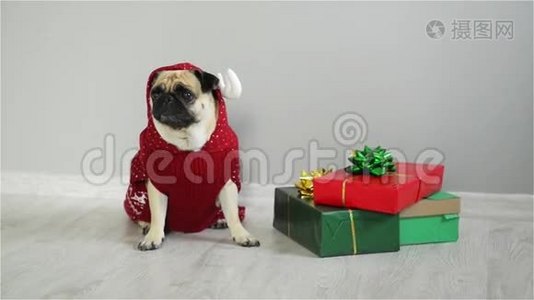 宠物坐在礼物旁边，包装明亮。 狗的可爱狗穿着红白相间的西装度假视频