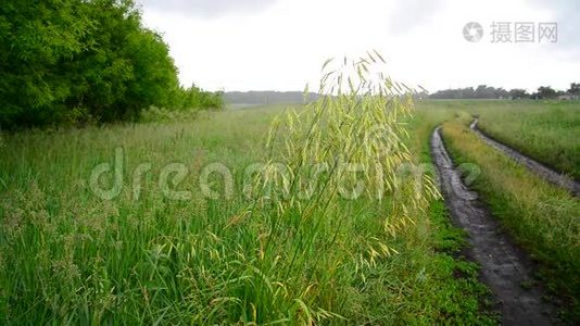 夏天下雨后潮湿的草地和乡村道路视频