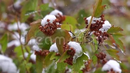 白雪覆盖的灌木丛视频