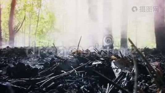 松林地面吸烟新品质自然景观凉爽视频片段视频