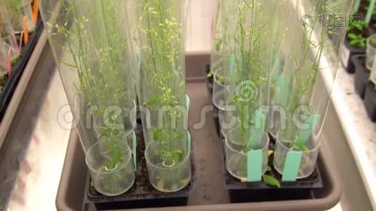 和鼠耳是植物遗传学和分子学的重要模式视频