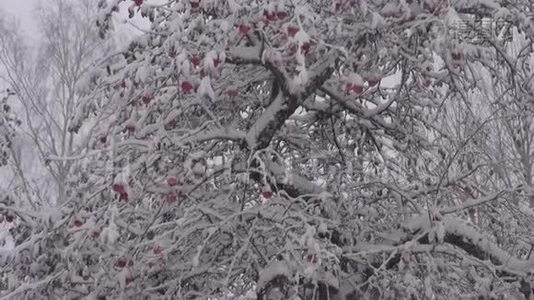 秋季果园苹果树园早降雪.. 红苹果和雪视频