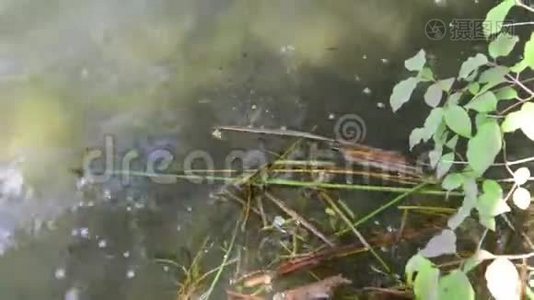 德国埃菲尔地区火山湖拉谢湖活跃。 从地上冒出来的气泡。视频