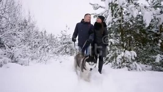 冬林中带着西伯利亚哈士奇行走的男人和女人视频