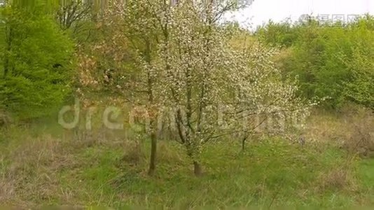 野苹果树花.视频