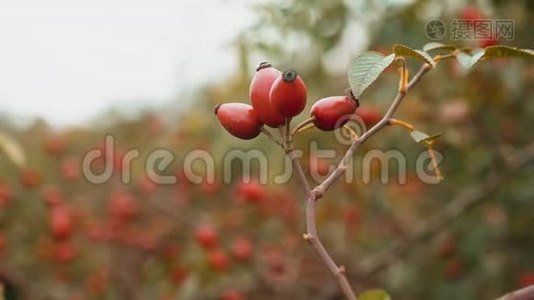 玫瑰屁股。 在野狗玫瑰灌木丛中近距离观看红色水果。 狗的浆果在灌木丛中升起。 野玫瑰果实视频