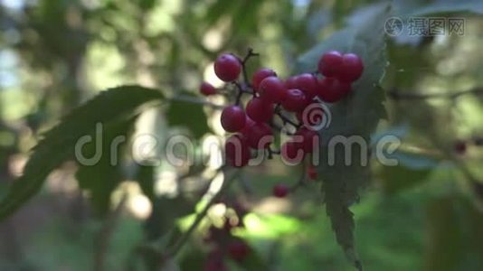 夏季森林中的野生树枝上红色成熟浆果视频