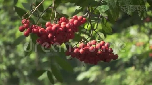 森林中的青枝山灰树上成熟的罗旺浆果视频