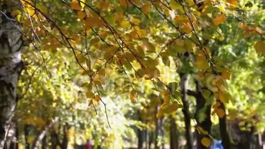 公园树枝上秋黄的叶子视频