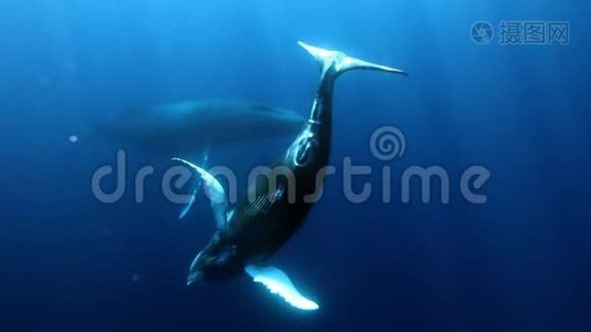 年轻的座头鲸幼鲸与母亲水下在蓝色海洋的罗卡帕蒂达。视频