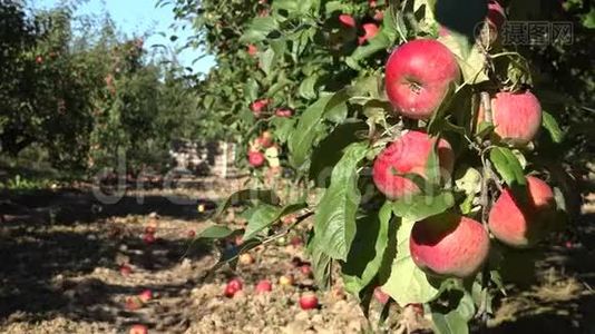 果园里满是成熟的苹果和盛满水果的容器。 改变焦点。 4K视频