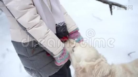 大自然中的宠物-一只美丽的金毛猎犬在冬天白雪覆盖的森林里用棍子和主人玩耍视频