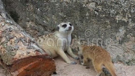 猫鼬与家人玩耍和拥抱视频