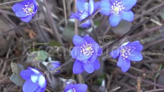 四月在干燥的森林里有蓝色的雪花视频