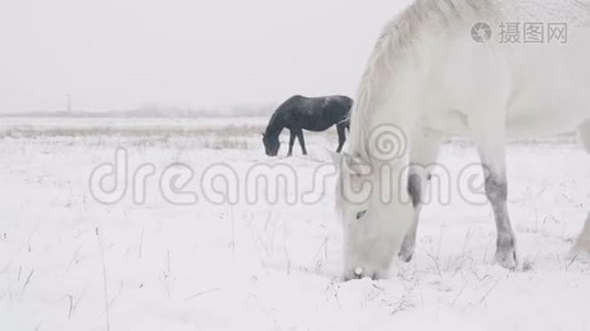 白马站在白雪皑皑的冬田里视频