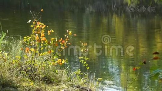 河岸或湖岸上有五颜六色叶子的灌木丛视频