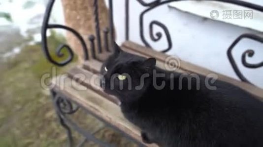 两只可爱的可爱家庭黑猫在户外长凳上玩耍，休息放松，有趣的尾巴，绿色的眼睛视频