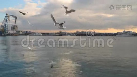 海鸟飞过大海视频