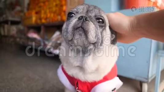 男子宠物与手可爱的狗在有趣的新年圣诞老人套装。 4K.视频